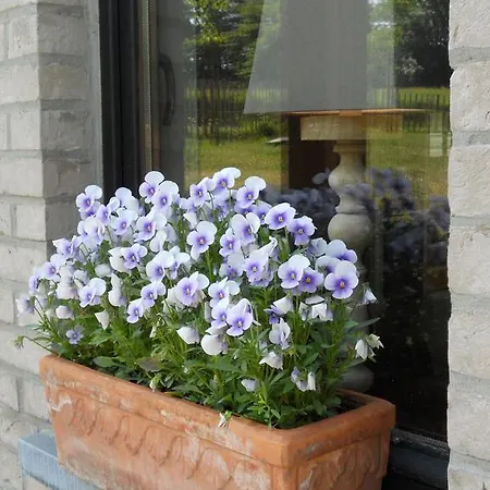 Bed & Breakfast La Paresse